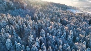 Gün batımında kış ormanının hava görüntüleri. Vahşi doğa, kış, İsviçre dağlarında karla kaplı ağaçlar.