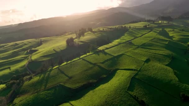 대서양 Azores 포르투갈 유럽에서 지역을 초원의 — 비디오