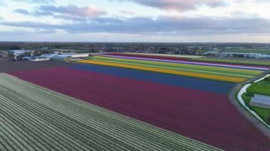 Hollanda 'daki lale tarlası, Hollanda' daki renkli lale tarlaları, Lisse, Hollanda 'daki Hollanda ilkbahar manzarası, renkli çiçekler.