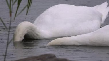 İki zarif kuğu, sakin bir göl boyunca pürüzsüz ve huzurlu bir şekilde süzülüyor. Zarif doğalarını güzel bir şekilde sergiliyorlar. Bodensee 'de. İsviçre