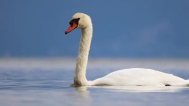 Güzel bir kuğu sakin sularda zarif bir şekilde yüzer. Olağanüstü güzelliğini ve zarafetini gösterir.