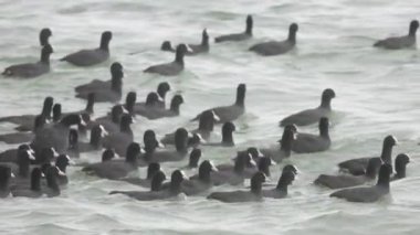 Güzel bir kuş huzurlu sularda süzülür, canlı renklerini ve zarafetini gösterir, onu gören herkesi büyüler.