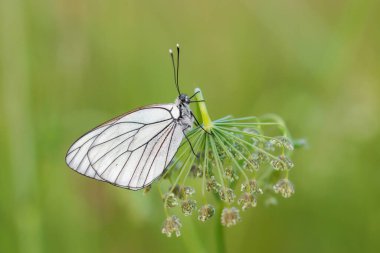 Baumweiling auf einer Blte