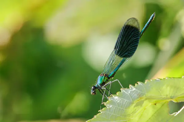 Prachtlibelle auf einem Blatt
