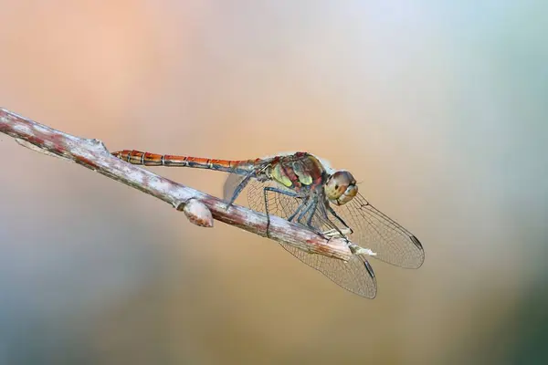 Heidelibelle auf einem Ast