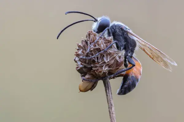 Schlafende Sandwespe auf einem Ansitz