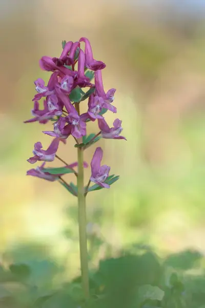 Lerchensporn im Schatten Nahaufnahme