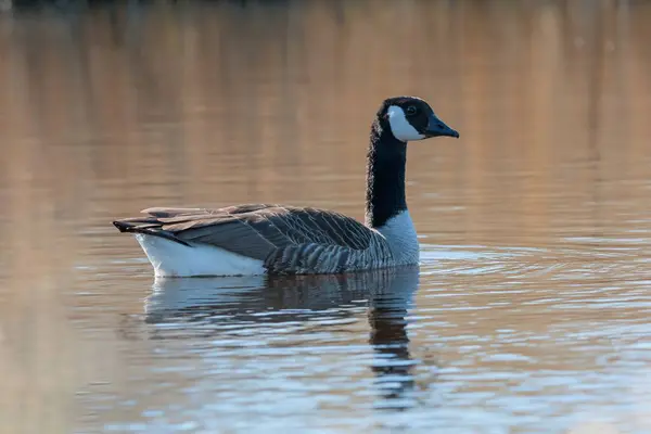 Kanada kazı doğada