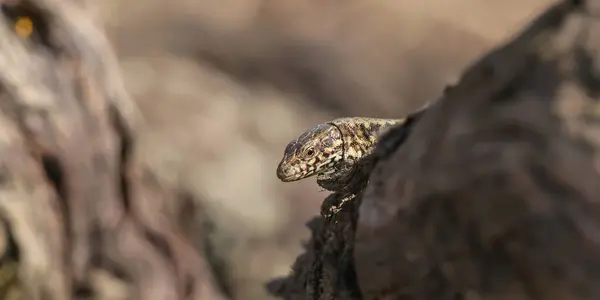 Mauereidechse auf einem Stein