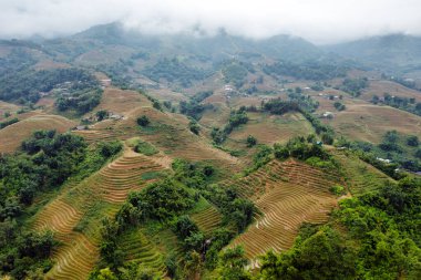 Vietnam 'ın pirinç tarlaları