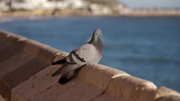 Pigeon Sits Curb Backdrop Blue Sea High Quality Footage — Stockvideo