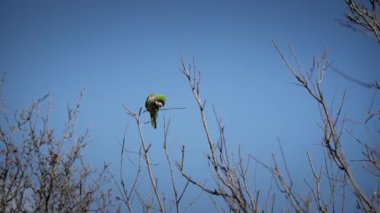 Parrot on a tree, against the blue sky. High quality 4k footage