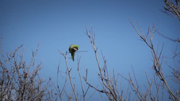 Parrot Tree Blue Sky High Quality Footage — Αρχείο Βίντεο