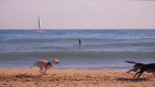 Dogs Play Backdrop Sea High Quality Footage — Stock Video