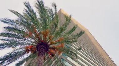 Palma against the backdrop of a modern high-rise building in Barcelona. Palm sway in the wind, day.