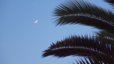 Moon and palm leaves. Night sky, swaying leaves in the wind, slow motion.