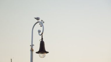 A seagull sits on a city lantern. A lonely seagull at dusk.