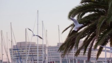 Seagulls fly near a palm tree in the port. Beautiful sunset in Barcelona.