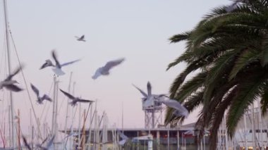 Seagulls fly near a palm tree in the port. Beautiful sunset in Barcelona.