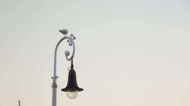 Seagull Sits City Lantern Lonely Seagull Dusk — Vídeo de Stock