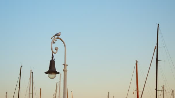 Seagull Sits City Lantern Lonely Seagull Dusk — Vídeo de Stock