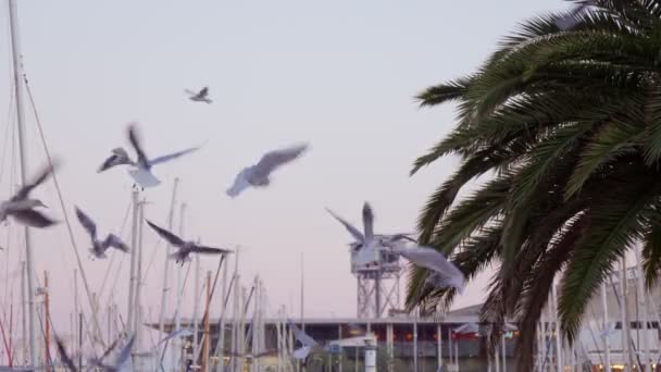 Seagulls Fly Palm Tree Port Beautiful Sunset Barcelona — Αρχείο Βίντεο