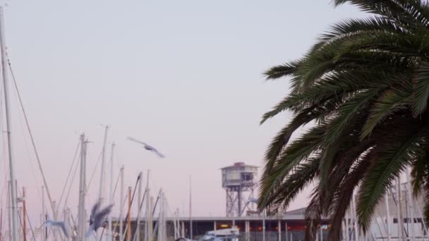 Seagulls Fly Palm Tree Port Beautiful Sunset Barcelona — Stok video