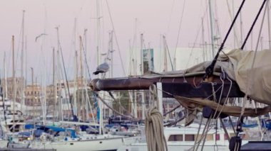 A seagull sits on the mast of a ship. Sunset in the port.