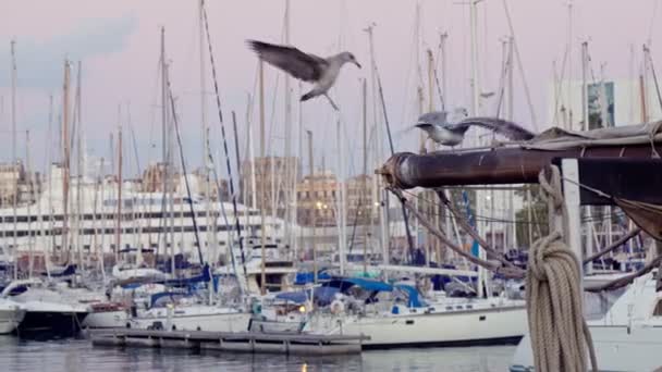 Seagull Sits Mast Ship Sunset Port — Wideo stockowe