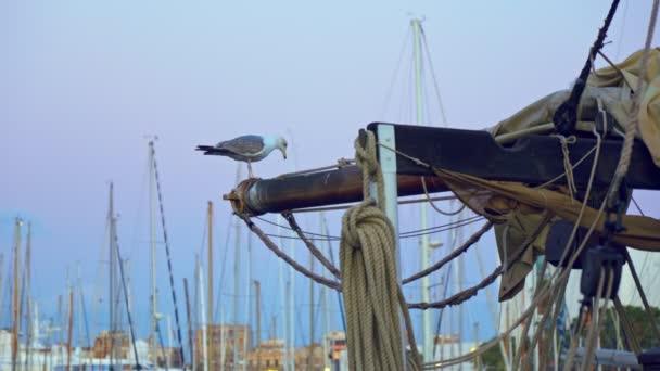Seagull Sits Mast Ship Sunset Port — стокове відео