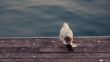 A baby gull walks along the pier. Twilight, wooden pier.