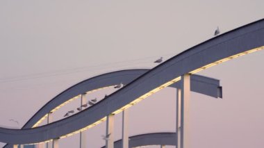 Seagulls sit on an architectural element. A bridge of modern design.