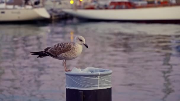 Seagull Sits Garbage Can Background Water Port — Stockvideo
