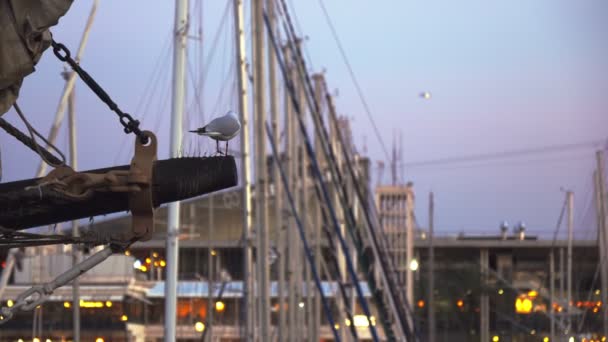 Seagull Sits Mast Ship Sunset Port — Stockvideo