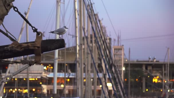 Seagull Sits Mast Ship Sunset Port — стокове відео