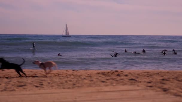 Dogs Run Beach High Quality Footage — Stock Video