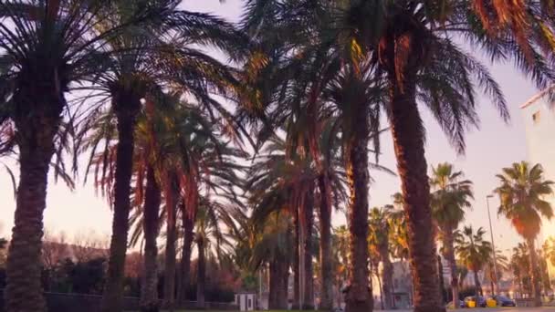 Palm Aalea Caera Moves Forward Sunset — Vídeos de Stock