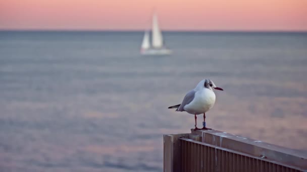 Möwe Vor Dem Hintergrund Des Meeres Mit Einem Segelboot Sonnenuntergang — Stockvideo