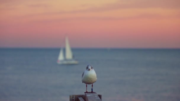 Seagull Background Sea Sailboat Sunset — Stock Video
