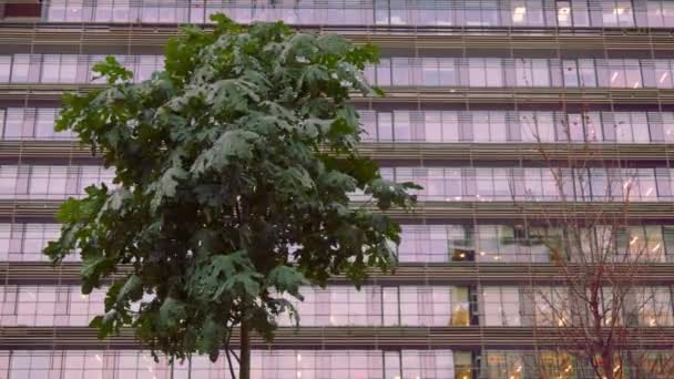 Uma Árvore Fundo Edifício Moderno Folhas Estão Movendo Visão Noite — Vídeo de Stock