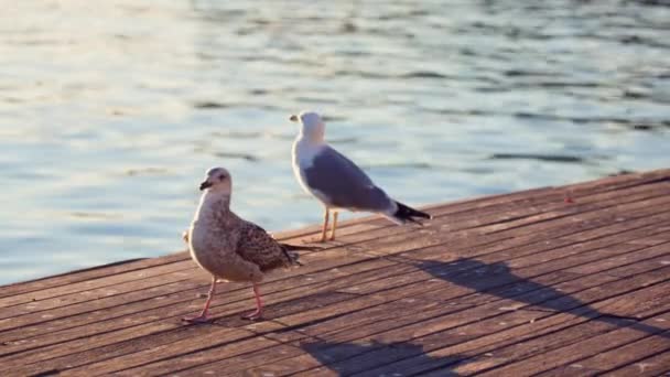 Few Seagulls Walk Marina High Quality Footage — Wideo stockowe