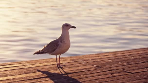 Seagull Sits Jetty Sunlight Sunset High Quality Footage — Stockvideo