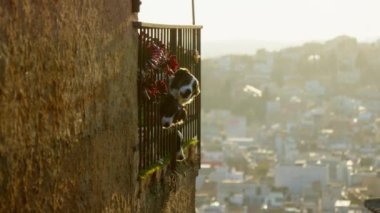 Dogs bark from the balcony, at sunset. High quality 4k footage