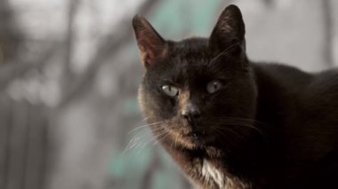 Kara kedi, güneşin altında güneşlenen evsiz. Yüksek kalite 4k görüntü