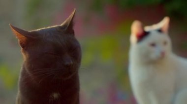 Black Cat and White Cat. High quality 4k footage