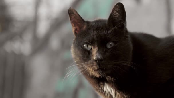 Black Cat Homeless Basking Sun High Quality Footage — 图库视频影像