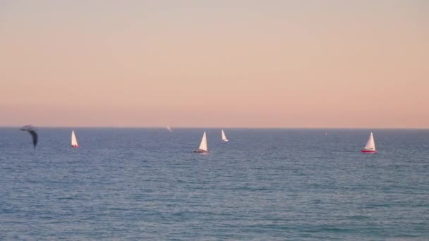 Yachts Sea Sunset Seagulls High Quality Footage — Vídeo de Stock