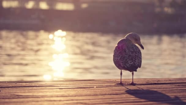 Seagull Cleans Feathers Sunset Glare Water High Quality Footage — 图库视频影像