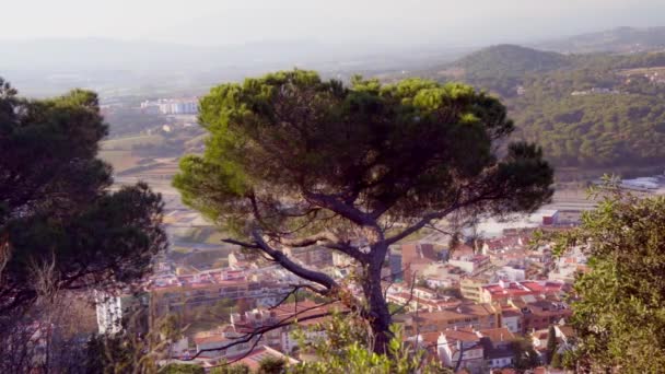 Mountain Pine Background City High Quality Footage — Stockvideo