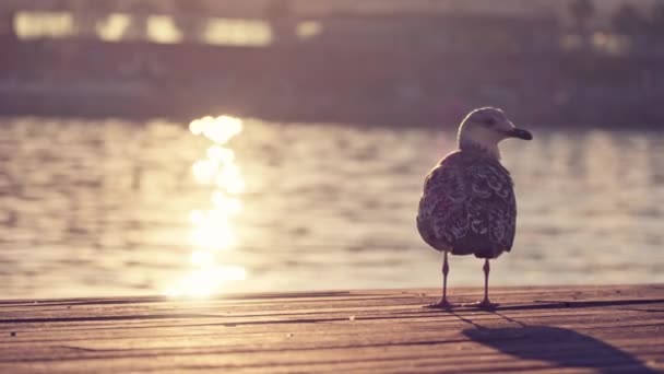 Möwe Reinigt Federn Bei Sonnenuntergang Blendung Auf Dem Wasser Hochwertiges — Stockvideo